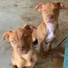 Ginger & Sampson - @1gingerandsampson - TikTok