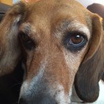 Ginger Snap Sampson - @ginger.the.beagle - Instagram