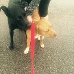 Sampson And Ginger💙 - @_.sampson.ginger._ - Instagram