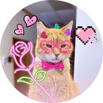 Sampson The Cat - @sampsontheginger - Instagram