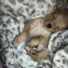 ️ - @ginger.scanlon1 - TikTok