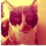 Ginger Schroeder - @gingermeow - Instagram