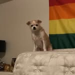 Ginger Schultz - @gingey_poo - Instagram