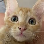 Schultz - Xuxu 🐱 - @gingerschultz_ - Instagram