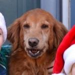 Ginger - @ginger_shaw - Instagram