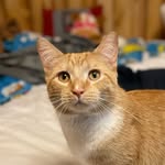 Ginger Garfield Sheets - @fattailed_ginger - Instagram