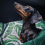 Ginger - JaMniszek ♡ - @ginger_short_legs - Instagram