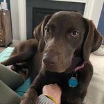 Ginger 🐾 GiGi for short! - @adventures_with_gigibee - Instagram