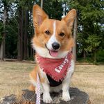 Ginger - @gingershortlegs - Instagram