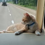 Ginger Short - Facebook