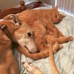 Ginger Shulman - Facebook