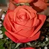 ginger sikes - @gingersikes - TikTok