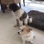 Ginger Silver & Gypsy Power - @gingandgyp - Instagram