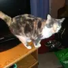 gingersilver1 - @gingersilver1 - TikTok