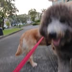 ginger/silver - @hannahsarmiento072 - Instagram