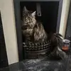 Ginger&Silver - @mrs.and.mr.mainecoon - TikTok