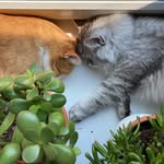 Platon and Monti 🐾 - @silver_and_ginger_cats - Instagram