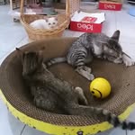 Silver​ Ginger and Elsa the cats - @silver.ginger.elsa - Instagram