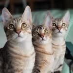 Simba, Cinnamon, Ginger, Tika, Silver, Wolfie - @simba_ginger_cinnamon - Instagram
