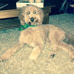 Ginger Skinner - @ginger_thedoodle14 - Instagram