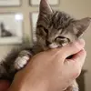 Ginger and Penny - @ginger_snapp - TikTok