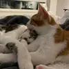 gingersnapp - @ginge_and_snappy - TikTok