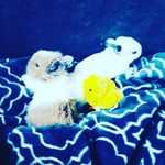 ginger and snow - @ginger_snow_13 - Instagram