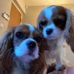 Ginger And Snow - @icyyandspicyy - Instagram