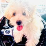 Ginger Snow - @real_life_of_snow - Instagram