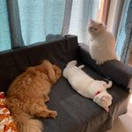 Ginger, Snow and Garlic 🐈 - @3cats_dxb - Instagram