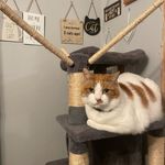Ginger Snow Bennett - @lord_ginge - Instagram