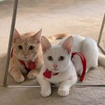 Ginger&Snow - @ginger.snow2019 - Instagram