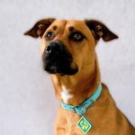 @ginger_staffordshireterrier - Instagram