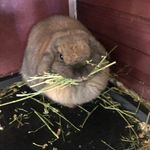 Ginger, Stanley Hollandlops - @ginger.and.stanley.hollandlops - Instagram
