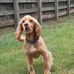 Stanley - @stanley_ginger_cockerspaniel - Instagram