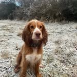 Stanley 🐾 - @gingerstanleyy - Instagram