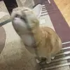 Рижик - @strange_ginger_girl - TikTok