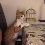 Ginger from the street - @gingerthecat5starshotel - Instagram
