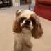 Ginger Swain - Facebook