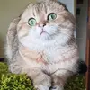 Елена Дробышева - @ginger___sweet - TikTok