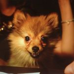 Ginger 🦊 - @ginger_sweet_pom - Instagram