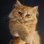 Ginger - @ginger_sweet_cat - Instagram
