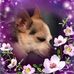 Ginger Tennant - Facebook
