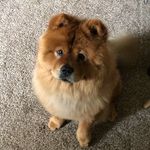 Ginger_ulrich - @bougie_redhead - Instagram
