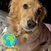 Ginger Wade Zurosky - Facebook