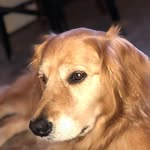 Ginger Ward - @ginger.is.adorbs - Instagram