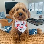 Ginger Watson - @ginger_the_irishdoodle - Instagram