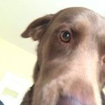 Ginger Weaver - @gingerthedog14 - Instagram