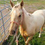 Ginger {no reply=off}12+ Weeks - @ginger_the_mare - Instagram