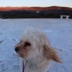 Ginger Wood - @12gingersnap - Instagram